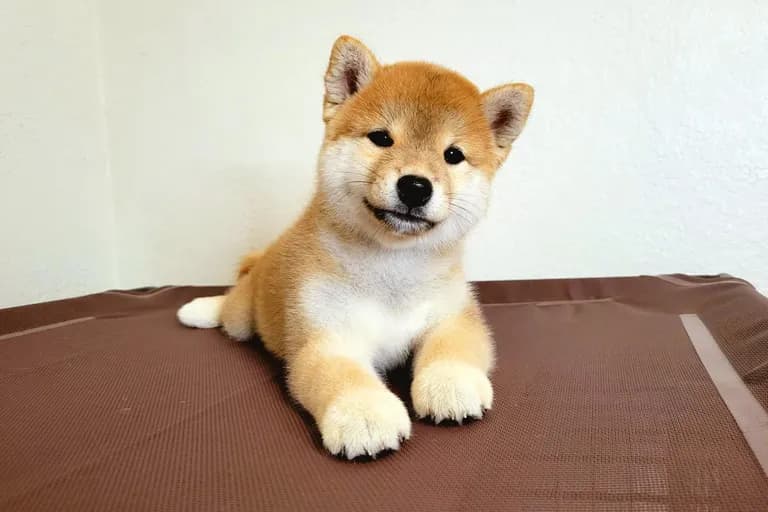 01-puppies-19429573